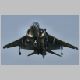 harrier (2).jpg